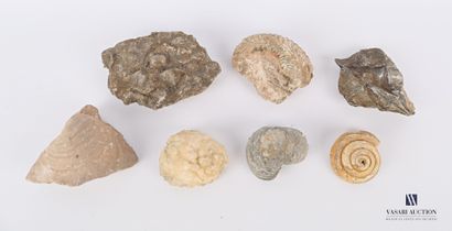null Ensemble de sept fossiles.

Long. : de 6 à 13 cm
