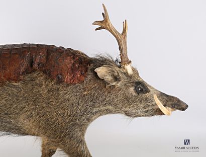 null Chimera on the base of a marcassin (Sus scrofa, unregulated), with antlers of...