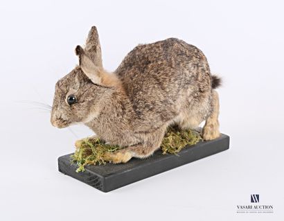 null Wild rabbit (Oryctogalus cuniculus, not regulated) on a planted base.

Height...