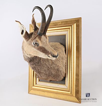null Chamois en cape (Rupicapra rupicapra, not regulated) presented in a gold frame

Height...