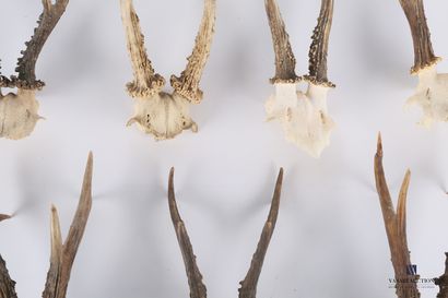 null Set of seven roe deer (Capreolus capreolus, not regulated)

Height : from 20...
