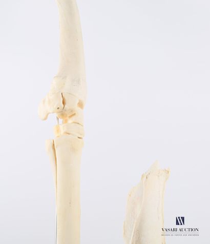 null Shoulder of a horse with its hoof (Equus caballus, not regulated) in osteological...