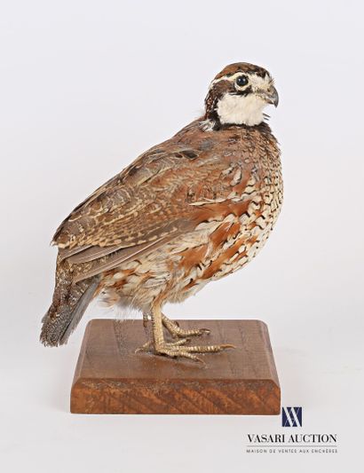 null Bobwhite quail (Colinus virginianus, unregulated) posing on a base

Height :...
