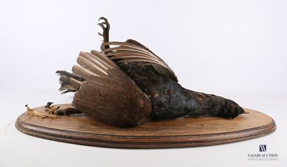 null 
Capercaillie (Tetrao urogallus, pre-regulation) presented as a still life on...