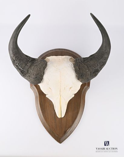 null Massacre of caffer buffalo (Syncerus caffer caffer, unregulated) on escutcheon.

Height...