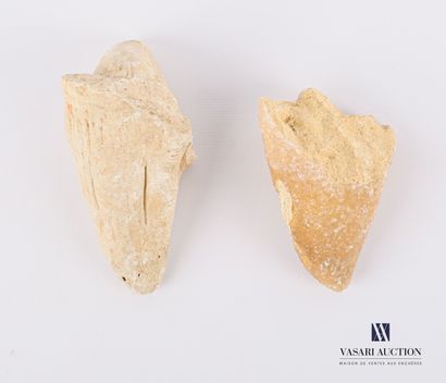 null Set of two tooth-shaped fossils.

Length : from 8 to 11 cm