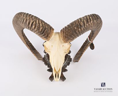 null Sheep skull (Ovis orientalis musimon, unregulated) on carved escutcheon. Medalist...