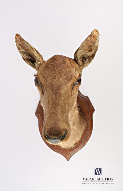 null Head in a cape of an elaphe doe (Cervus elaphus, not regulated), on a wooden...