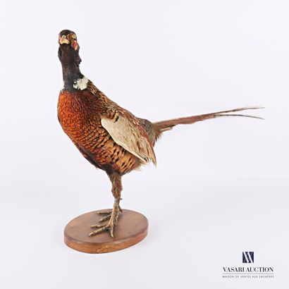 null Male Colchis pheasant (Phasianus colchidus, not regulated) on a wooden base.

Height...