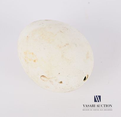 null Harris's Hawk egg (Parabuteo unicinctus, Appendix II)

Height 5 cm - Diameter...