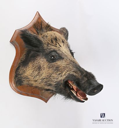 null Boar's head (Sus scrofa, not regulated) on a wooden escutcheon decorated with...