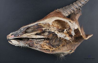 null Half skull with horn of Cobe defassa (Kobus ellipsiprymnus, not regulated) in...
