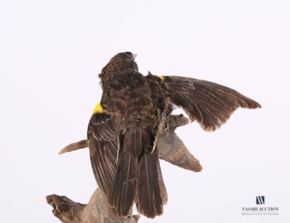 null 
Yellow-winged blackbird (Agelaius phoeniceus, pre-regulation), intra-specific...