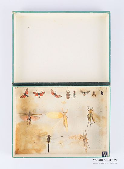 null Entomological box containing thirteen insects including dragonflies, locusts...