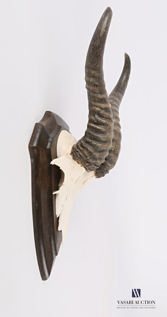 null Springbok (Antidorcas marsupialis, unregulated) massacre on wooden escutcheon.

Height...