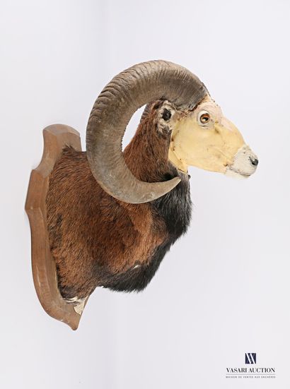 null Taxidermy study cut of a bighorn sheep head in a cape (Ovis orientalis musimon,...