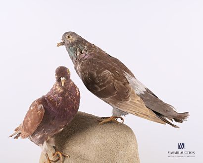null Pair of domestic pigeons (Columba livia domestica, unregulated), naturalized...