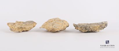 null Ensemble de trois huîtres fossilisées 

Long. : de 13 à 16 cm
