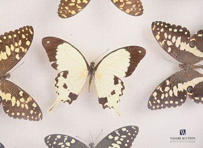 null Boîte entomologique vitrée contenant neuf papillons en présentation design.

Marqué...