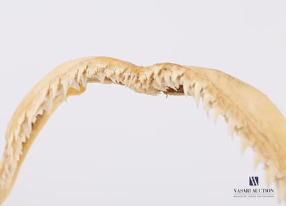 null Shark (Chondrichtyes sp., not regulated) jaw on a turned wood stand.

Height...