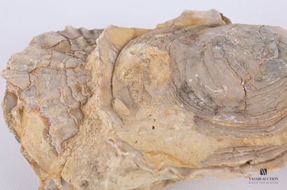 null Set of three fossilized oysters 

Length : from 13 to 16 cm