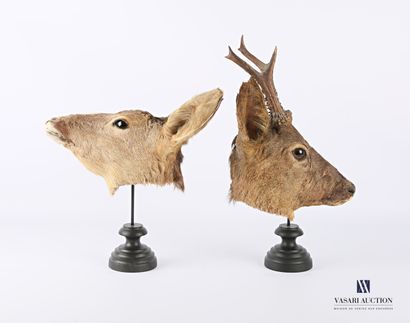 null Pair of skulls of a pair of roe deer (Capreolus capreolus, not regulated) standing...