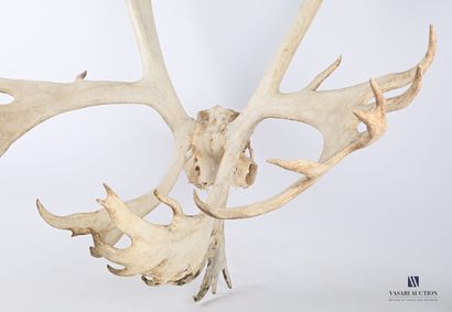 null Very large slaughter of reindeer (Rangifer tardus, unregulated)

Height : 126...