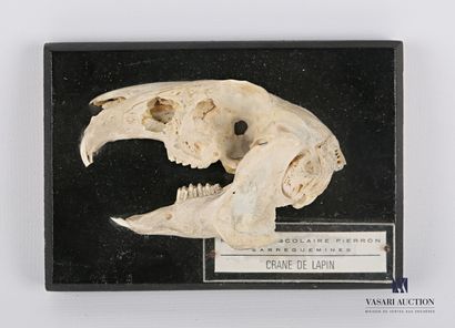 null Longitudinal section on a rabbit skull escutcheon, plate marked "matériel scolaire...