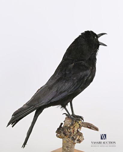 null Black crow (Corvus corone, not regulated) on a wooden base

Height : 40 cm Height...
