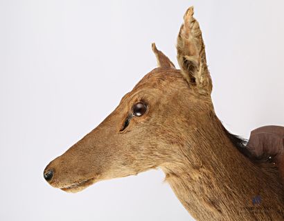 null Head in a cape of an elaphe doe (Cervus elaphus, not regulated), on a wooden...