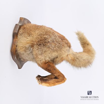 null Fox's arse on crest (Vulpes vulpes, not regulated)

(wear and tail to be reattached)

Height...