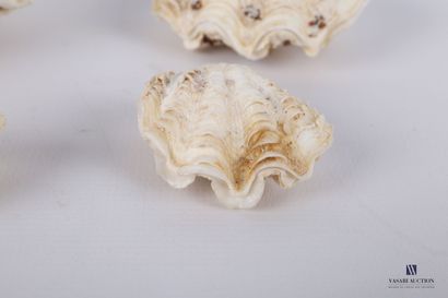 null 
Set of four clams (Tridacna gigas, Cites Appendix II/B)




Length : from 3...