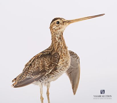 null Jack Snipe (Lymnocryptes minimus, not regulated) on a wooden base.

Species...