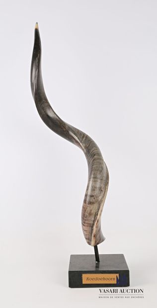 null Greater kudu horn (Tragelaphus strepticeros, unregulated) on marble base, plaque...