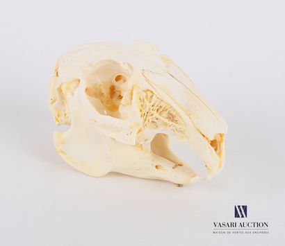 null Crâne complet de lapin (Oryctolagus cuniculus, non réglementé)

Haut. : 5 cm...