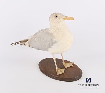 null Herring gull (Laurus argentatus, not regulated) on a wooden base. Specimen collected...