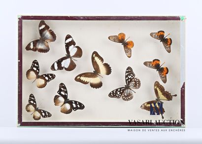 null Glass entomological box containing eleven butterflies in a design presentation.

Marked...