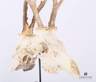 null Pair of deer skulls (Capreolus capreolus, not regulated) in Siamese style on...