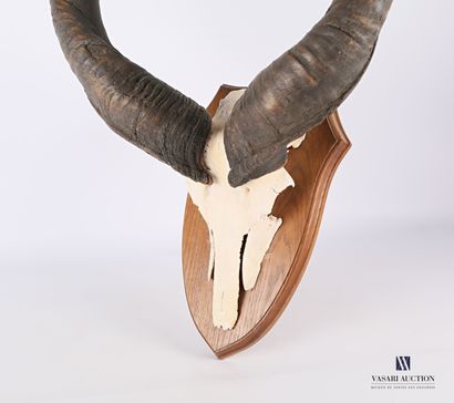 null Massacre of greater kudu (Tragelaphus strepticeros, unregulated) on wooden escutcheon.

Height...