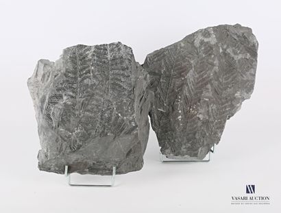 null Pair of fern fossils

Height : 20 cm 20 cm - Width : 23 cm
