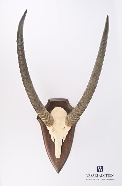 null Crescent cobbler (Kobus ellipsiprymnus, unregulated) on wooden escutcheon.

Height...