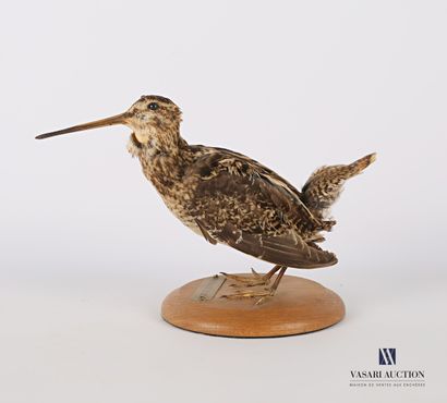 null Snipe (Gallinago gallinago ??, unregulated) on wooden base with tag stating...