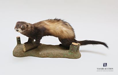 null 
Polecat (Mustela putorius, pre-regulation) on a naturalized base, dated 1958.




Height...