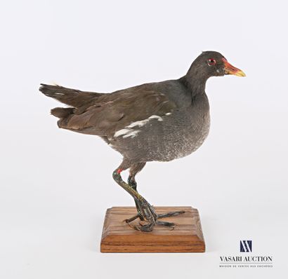 null Water hen (Gallinula chloropus, not regulated) presented on a wooden base

Specimen...