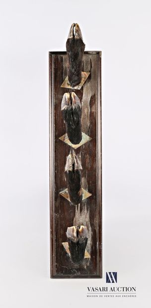 null Hat rack with four boar's paws (Sus scrofa, not regulated)

(wear)

Height :...