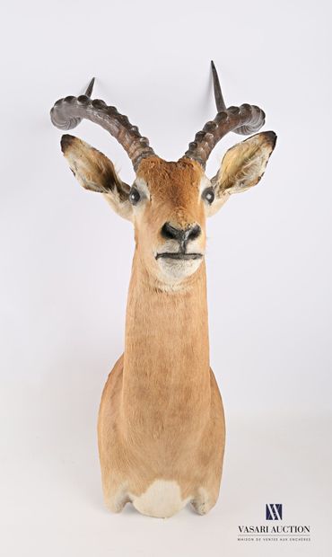 null Tête en cape d'impala (Aepyceros melampus, non réglementé)

Haut. : 88 cm -...