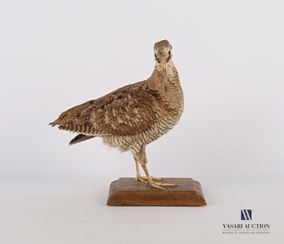 null 
Woodcock (Scolopax scolopax, pre-regulation) on wooden base.




Height : 25...