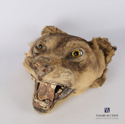 null Lioness head (Fetis leo, appendix 2) with its mouth open.

Very old taxidermy

(wear,...