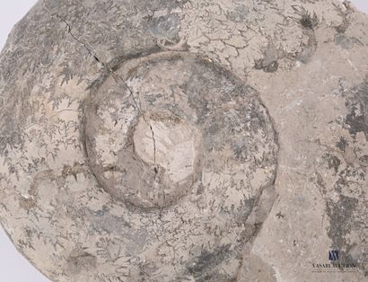 null Ensemble de deux ammonites fossilisées. 

Long. : de 17 à 18 cm