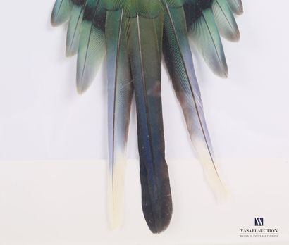 null Frame containing a flat of a parakeet with its wings spread (Polyestis swainsonii,...